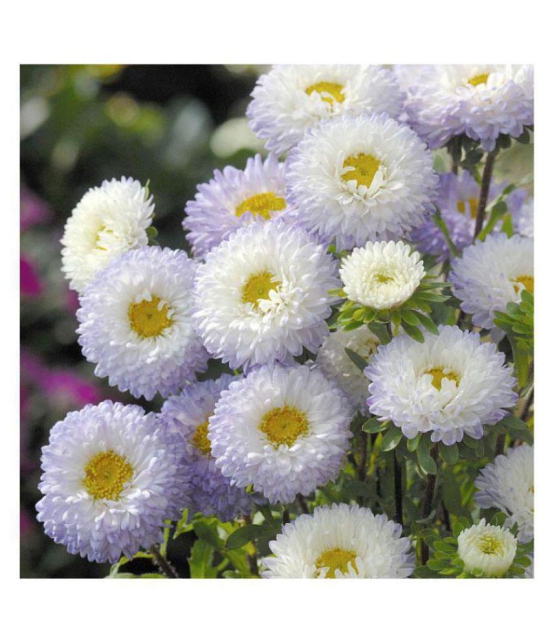 White pulp aster flowers seeds with growing soil