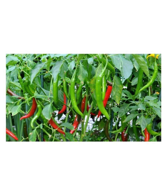 Royal Paradise Garden F1 Hybrid Green Chilli Pepper Seeds  Arka Meghna  High Yield Disease Resistant Variety Vegetable Seeds ( 50 Seeds Pack ) - High yielding F1 hybrid with 30-35t / ha fres