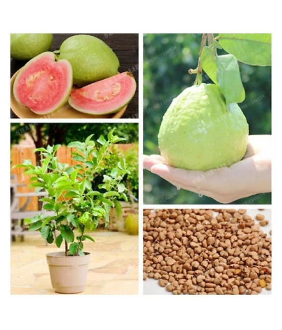 Golden Hills Farm Dwarf Sweet White Guava/Psidium guajava Fast Growing 50 seeds