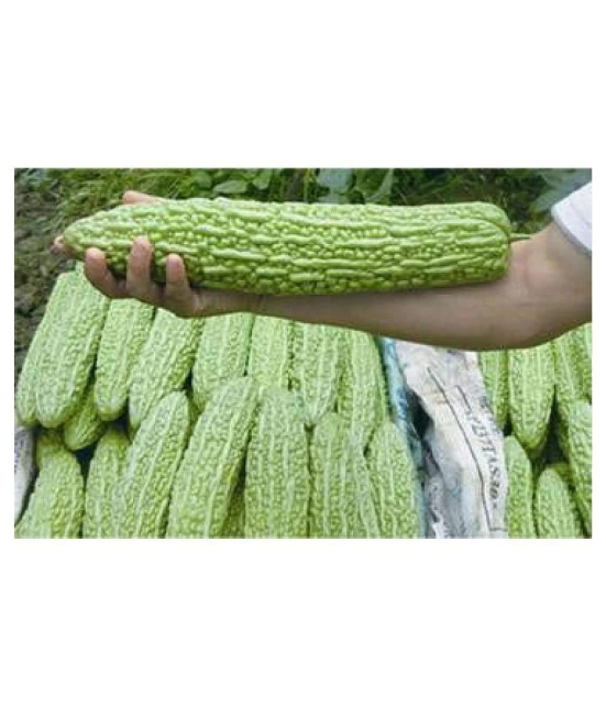 Chinese Big Bitter Gourd Vegetable Seeds 10 Pcs Packet