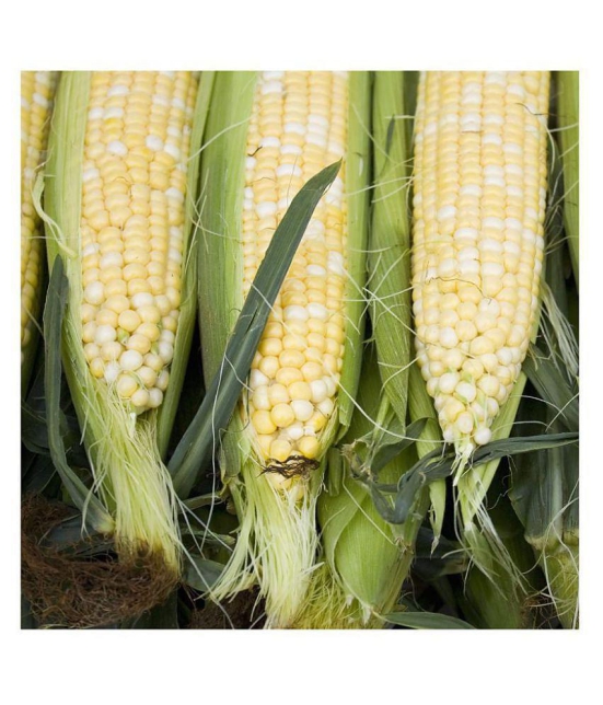 Sweet Corn Seeds - Silver Queen - Vegetable Garden Planting 50 Seeds