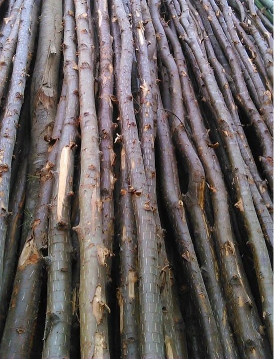 CASUARINA WOOD BARK