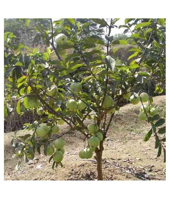 Rare Red Psidium Guajava/Guava Fruit Seeds | Pack of 100 seeds