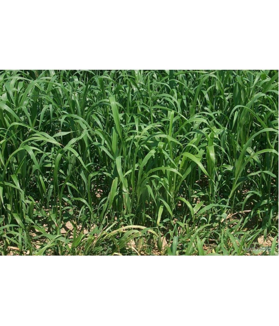 hybrid sorghum grass 50 gram seeds pack with user manual