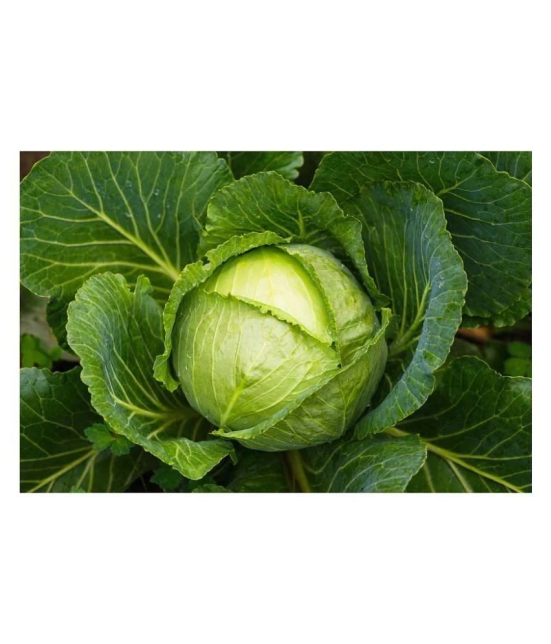 CABBAGE SEEDS