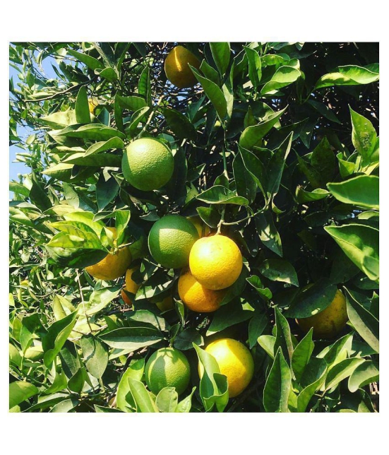 Seeds zone Lemon Fruit Seeds - 20 Seeds Pack