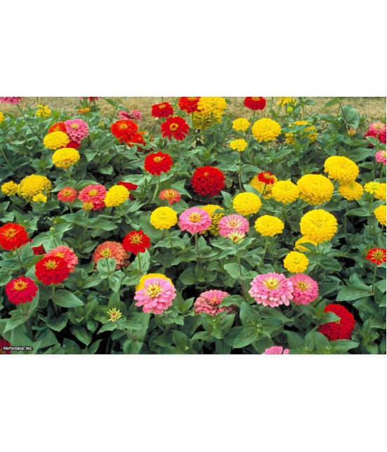 homeagro - Zinnia Mixed Flower ( 20 Seeds )