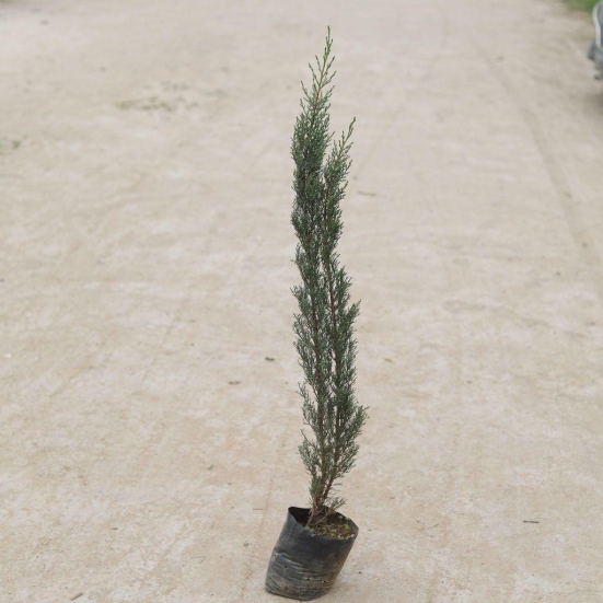 Pencil Pine in 5 Inch Nursery Bag