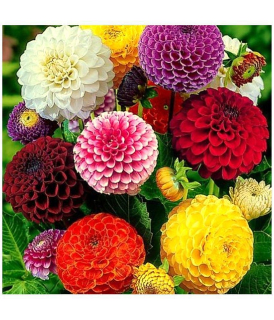 homeagro - Dahlia Mixed Flower ( 25 Seeds )