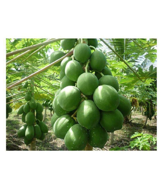 F2 Papaya Scarlet Red - 786 Hybrid seeds (10 seeds pack)