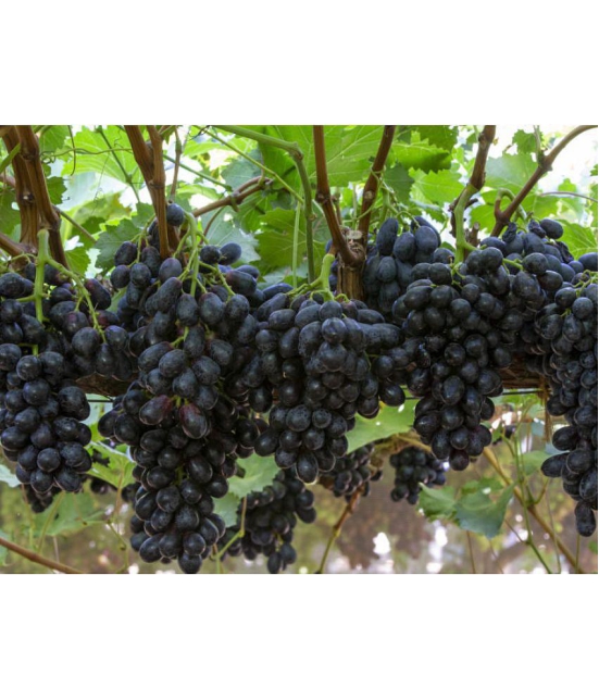 homeagro - Black Grape Fruit ( 20 Seeds )