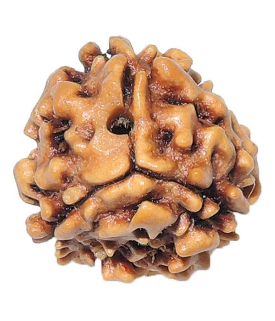 Rashi Ratan Bhagya Natural Rudraksha 3 Mukhi - India