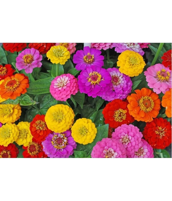 HN organic seed - Zinnia Mixed Flower ( 20 Seeds )