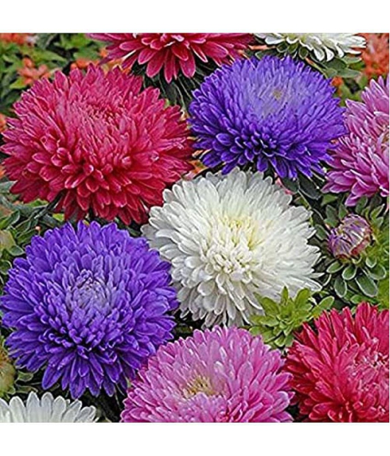 Aster ‘Mix’ F1 Hybrid Flower Seeds for Summer Season Pack 50 Seeds Packet