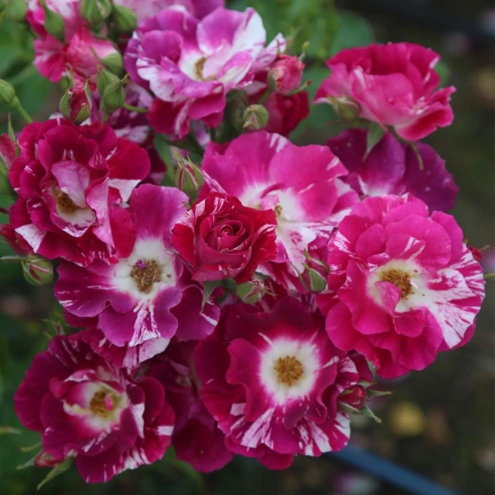 Climbing Rose Flower Plants(Purple And White)