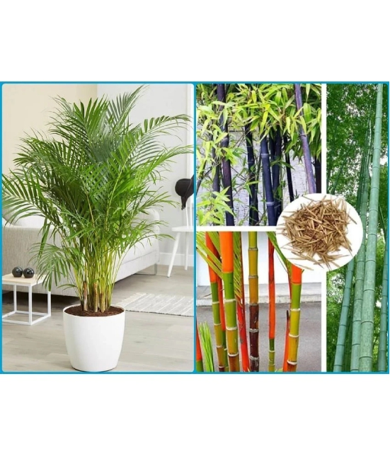 homeagro - Combo of Areca palm Plant ( 5 Seeds ) and Bamboo Plant ( 20 Seeds )