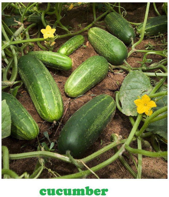 Cucumber Khira 50 seeds high germination seeds with instruction manual