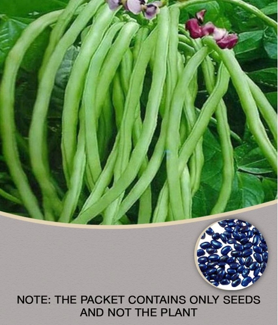 lobiya ke beej Organic Cowpea Seeds pack of 50