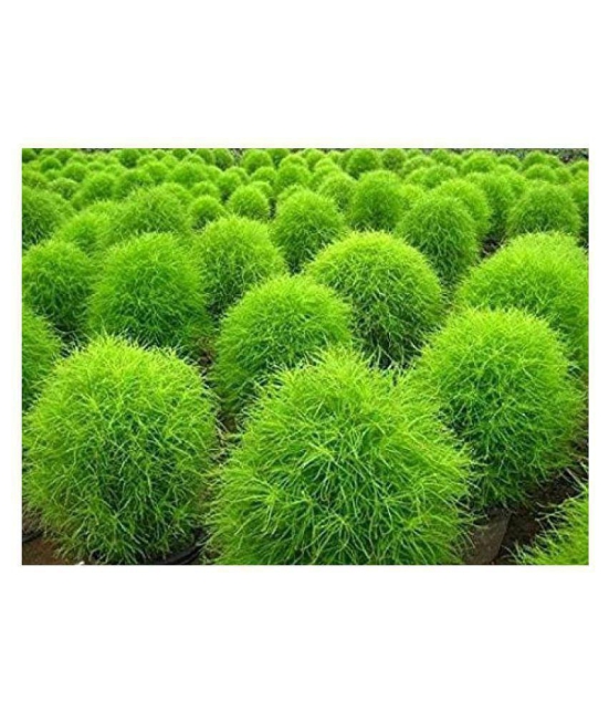 NurseryServe Kochia Burning Bush Green Flowering Seeds (40+ seeds) with growing cocopeat