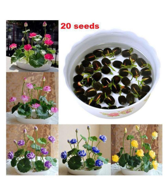 homeagro - Combo of Brinjal Vegetable ( 100 Seeds ) and Hybrid Capsicum Vegetable ( 50 seed)