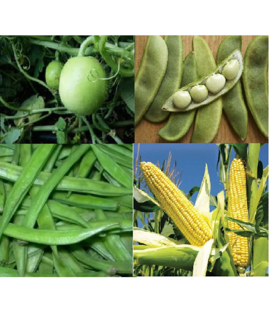 CLASSIC GREEN EARTH - Corn Vegetable ( 200 Seeds )