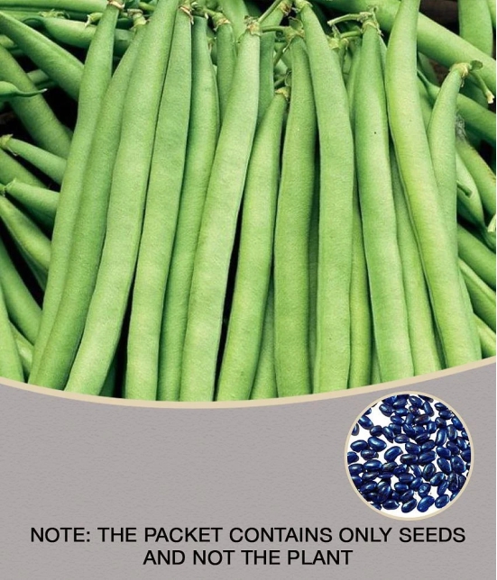 Green india vegetables frens beans hybrid ( 50 - seeds )