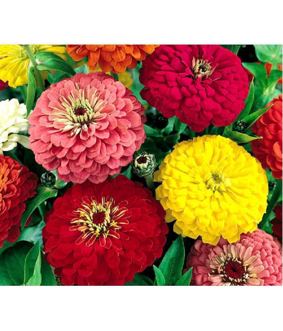 homeagro - Zinnia Mixed Flower ( 20 Seeds )