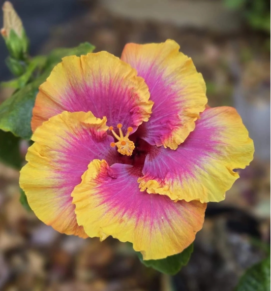 Austrelian Hibiscus Plant For Home Gardening