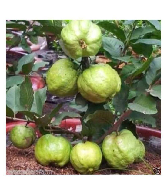 Gauva Rare Giant Dwarf Thailand Guava Guajava 50 seeds