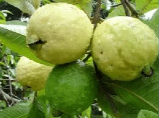 Guava