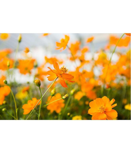 CLASSIC GREEN EARTH - Cosmos Flower ( 25 Seeds )