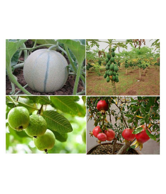 combo of 4 guava muskmelon pomegranate papaya 50 seeds each 200+seeds