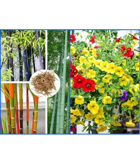 Homeagro Seeds Combo - Bamboo Plant ( 20 Seeds ) and petunia flower mix ( 50 seed)