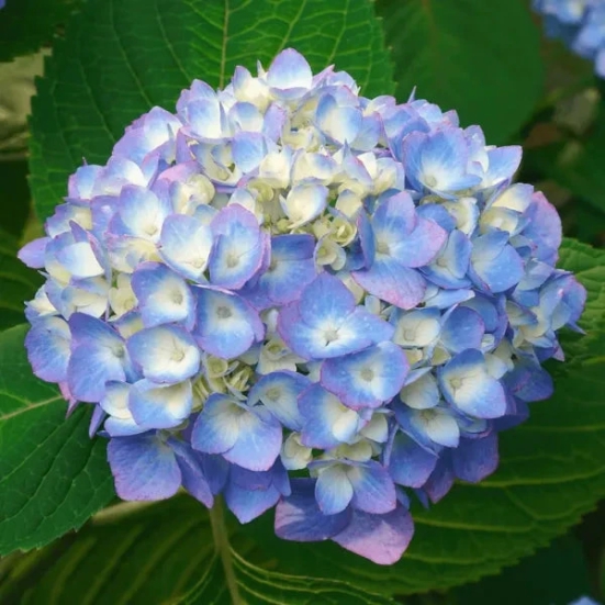 Hybrid Hydrangea Plant For Gardening