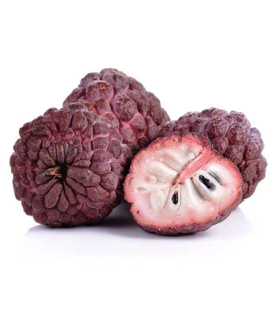 red custard apple seeds 10 fresh seeds