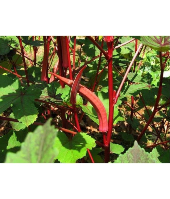 homeagro - Lady Finger Vegetable ( 50 Seeds )