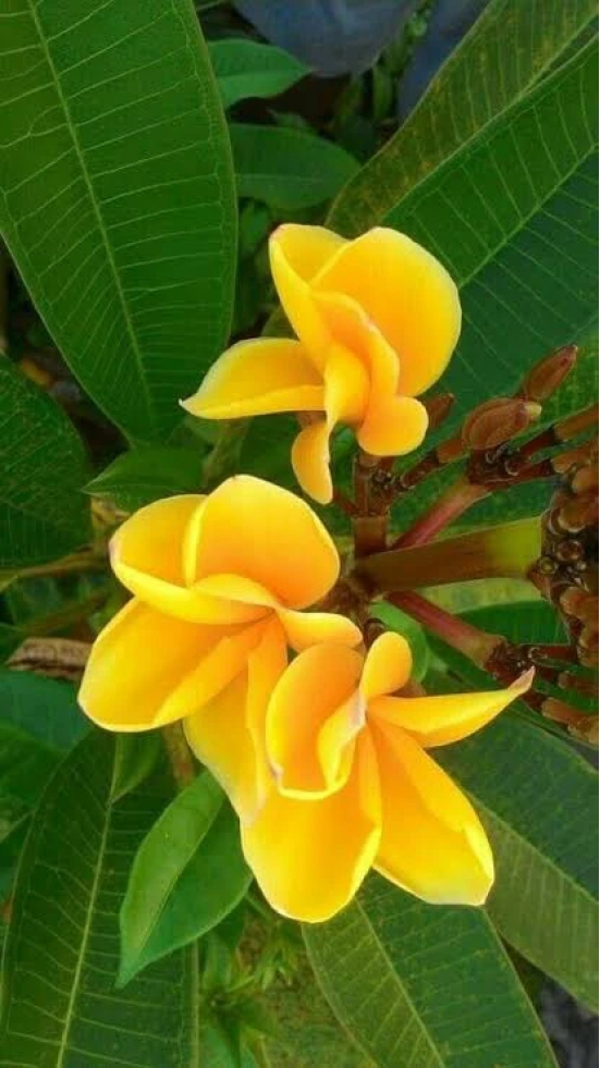 Plumeria Flowers Plant(Yellow)For Gardening