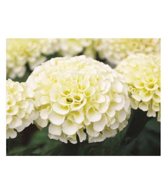 AGREY FRENCH WHITE MARIGOLD 30 SEEDS ( PACK OF 2)