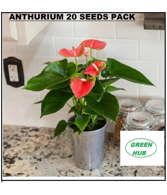 ANTHURIUM RED COLOR ORNAMENTAL FLOWER AIRPURIFYING INDOOR OUTDOOR PLANT 20 SEEDS PACK WITH FREE COCOPEAT POTTING SOIL AND USER MANUAL COMBO PACK FOR HOME AND TERRACE GARDENING USE LOW PRICE