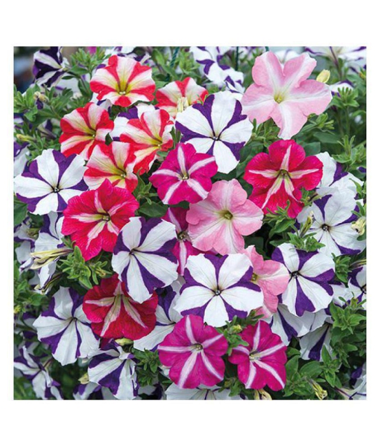 Petunia Ultra Star Variety Flower Seeds,Rarest Variety - Garden Flower Seeds Pack of 50+ seeds