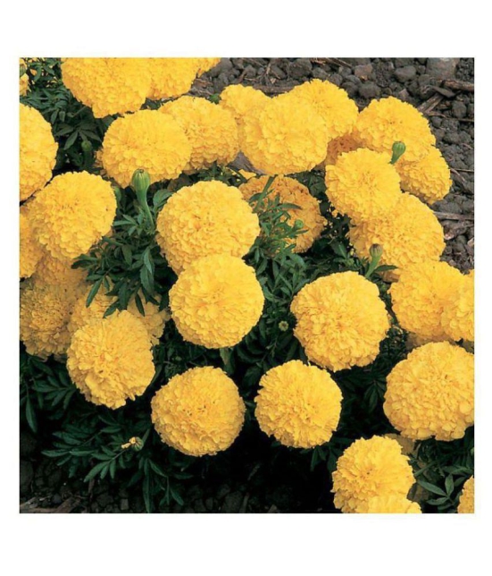 KANISHQ SEEDS YELLOW MARIGOLD FLOWER SEEDS-50 SEEDS