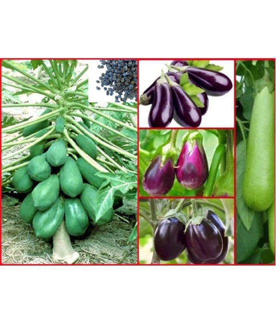 homeagro - Papaya Fruit ( 25 Seeds )