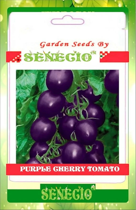 SENECIO Purple Cherry Tomato Seeds By Galexiar (Pack 15)