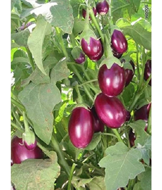 BRINJAL Gulabi SEEDS -Baingan Bataun -Desi Seeds Vegetables