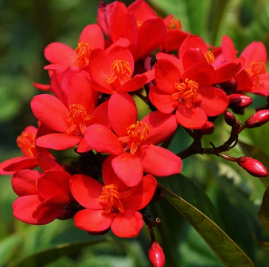 Jatropha Flowers Plant For Gardening