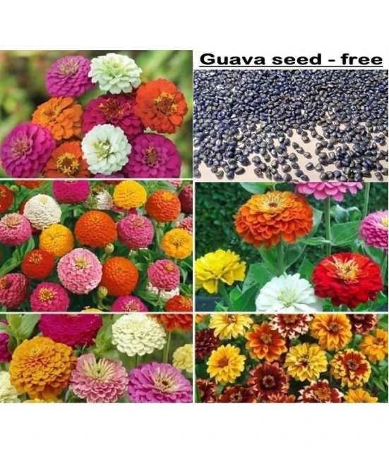 Zinnia Mix Flower seeds - 25 Seeds + Guava seed free ( 10 seed )