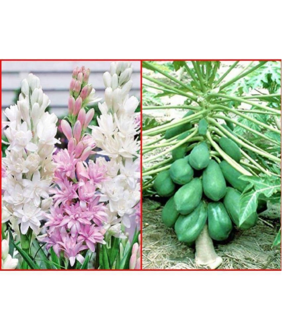 HN organic Seeds Combo - Rajnighandha or Tuberose Flower ( 5 - Bulbs ) and Papaya F1 Hybrid Fruit ( 50 seed )