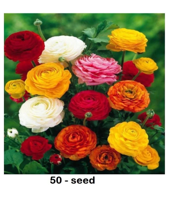 Ranunculus asiaticus Flower Seeds | Pack of 50 Seeds