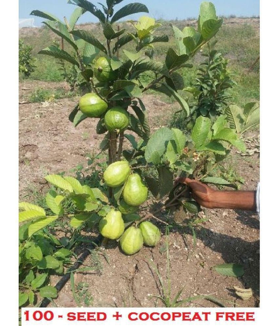 Thailand Guava Seeds ( 100 seed ) - Thai Guava Fruit Plant Seeds with growing cocopeat