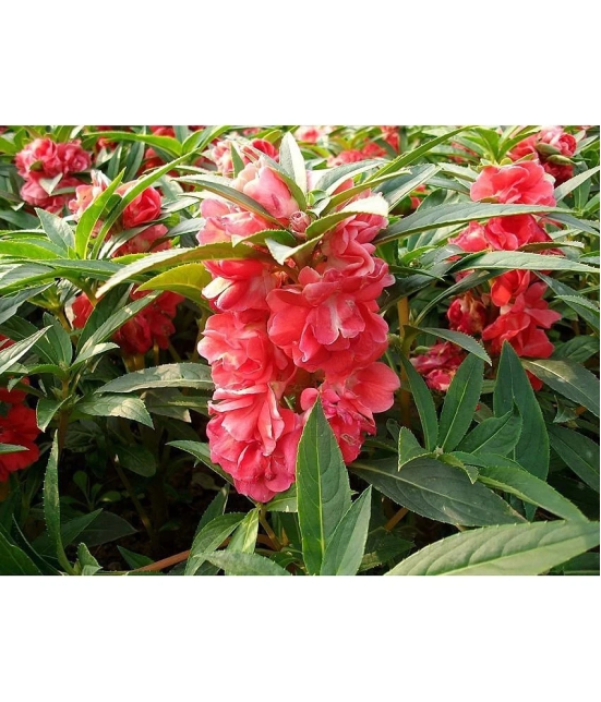 homeagro - Balsam Mixed Flower ( 20 Seeds )